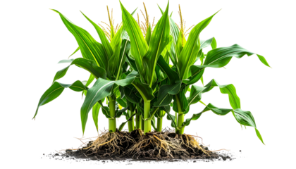 Lush green corn stalks with exposed roots, growing from the dark earth, isolated