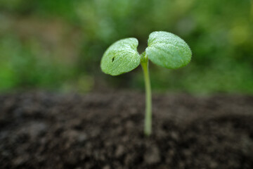 Young green seedling growing from fertile soil. Concept of new life, hope, and sustainable business growth.