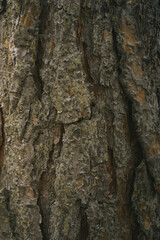 Fototapeta premium Brown pine tree bark in green forest
