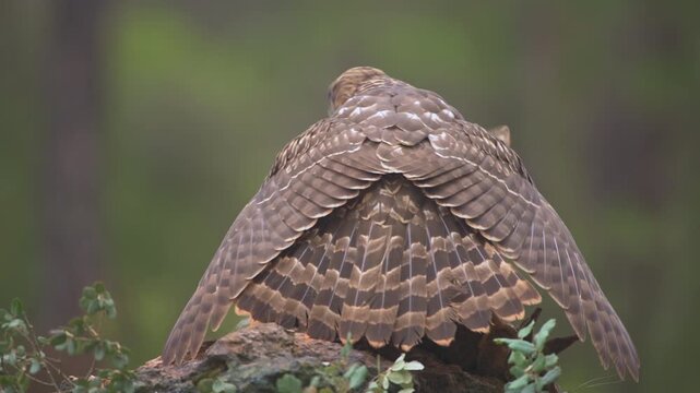 Juvenile Northern Goshawk (Accipiter gentilis) with its prey in Spanish forest - 4K stock video