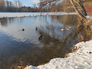 Der Hermann-L&ouml;ns-Park in Hannover ist im Winter eine
ruhige, klare M&auml;rchenlandschaft