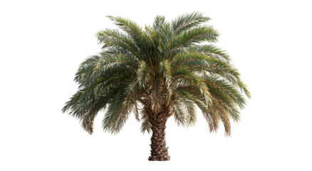Isolated tropical palm tree with a thick trunk and feathery green fronds