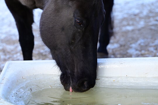 Dunkles Pferd s&auml;uft im Winter Wasser aus einer alten Badewanne