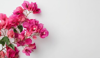 Vibrant pink blossoms with green leaves, set against a stark white backdrop