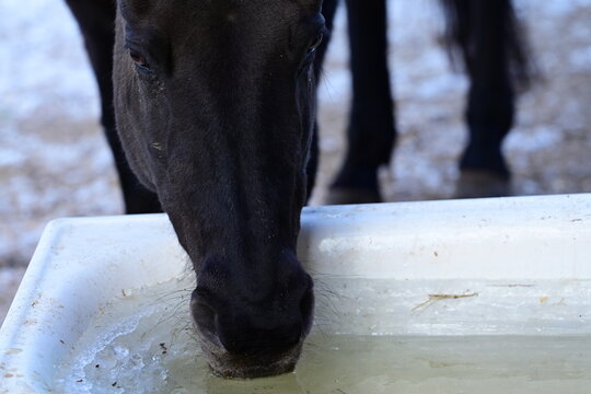 Dunkles Pferd s&auml;uft im Winter Wasser aus einer alten Badewanne