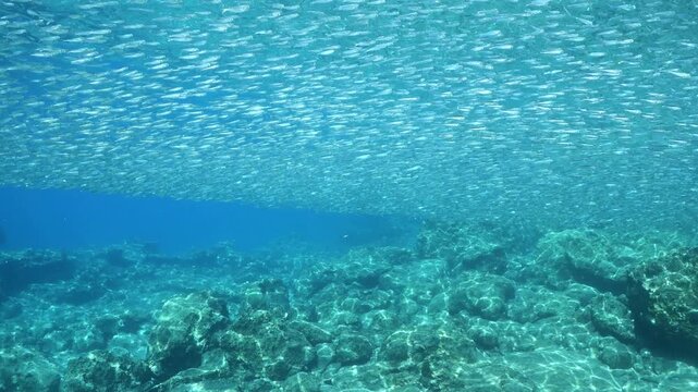 silversides hiding behind secret rocks  under sun shine and beams underwater silverside fish school wavy sea protection backgrounds Atherina boyeri
