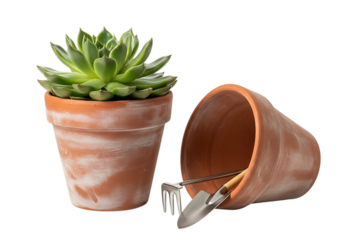 Green Succulent Plant in Terracotta Pot with Gardening Tools, Mini Rake and Trowel for Indoor Planting and Horticulture Isolated on White