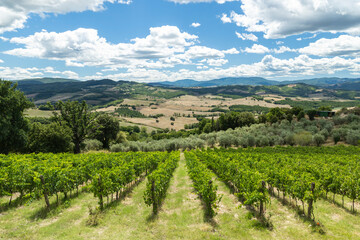 Obraz premium Vineyards creating scenic landscape in Tuscany Italy