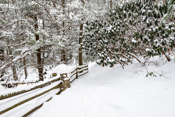 Snowy Winter Scene - Coopers Rock State Forest, West Virginia