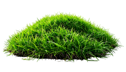 Dense, vibrant green grass clump, isolated on black background, showcasing intricate blades