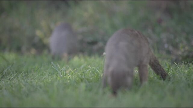 Banded grey mongooses in a group and close up of a mongoose at greater Victoria falls and Zambezi river national park in Zimbabwe as small mammals relax and scavenge on green grass ground