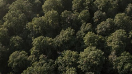 Overhead view of lush green trees, creating a dense canopy, dappled sunlight