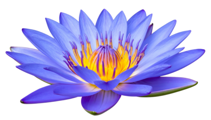 Vivid blue water lily with yellow center, petals radiating outward, isolated on black