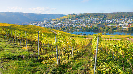 harvested vineyards, golden autumn colors, tourist resort Kues, Moselle river.