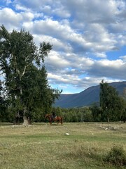 Calm horse lying peacefully in endless pasture landscape