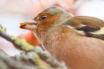 Fototapete bei efototapeten.de bestellen   