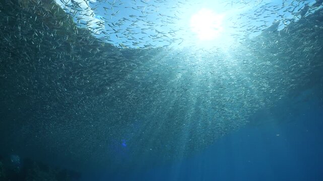 silversides hiding behind secret rocks  under sun shine and beams underwater silverside fish school wavy sea protection backgrounds Atherina boyeri