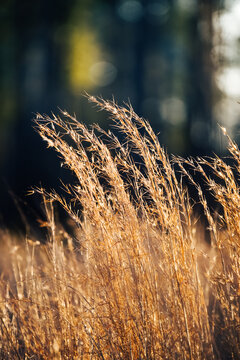 Native grasses in sunlight at a farm in North Carolina