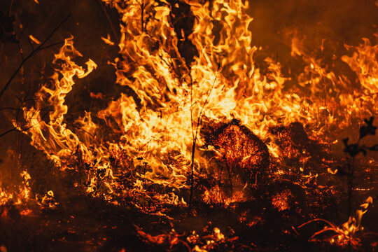 Controlled burn in a longleaf pine forest in North Carolina