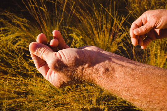 A hand holds wire grass in a longleaf pine forest in Florida