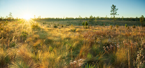 Regenerating area of Longleaf Pine in Florida