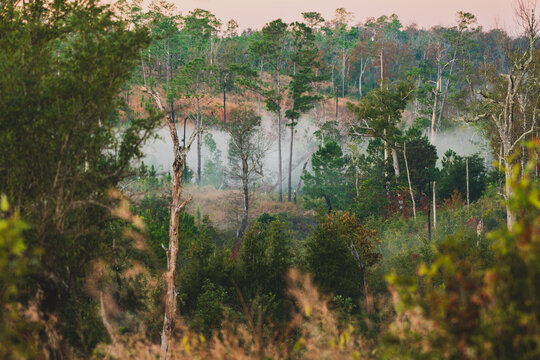 Fog in a ravine at dawn in a regenerating area of Longleaf Pine in a forest in Florida