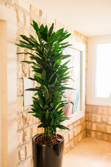 Indoor dracaena fragrans plant in pot inside residential hallway. Interior greenery, calm lifestyle...