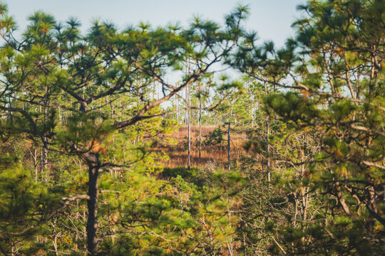 View across a ravine in a longleaf pine forest in Florida