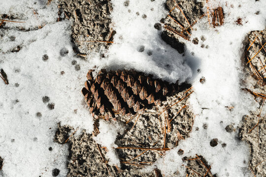 Longleaf pine cones in the snow in North Carolina