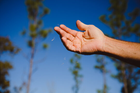 A hand dropping grass seed against a blue sky