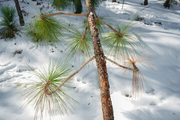 Longleaf pine branch in the snow in North Carolina
