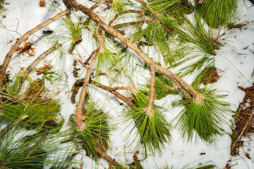 Longleaf pine branches and pinecones in the snow in North Carolina