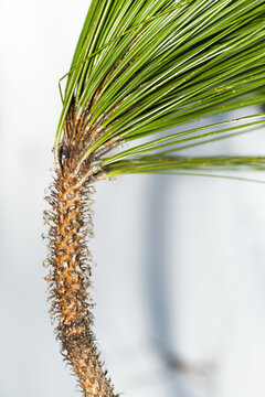 Longleaf pine branch in the snow in North Carolina