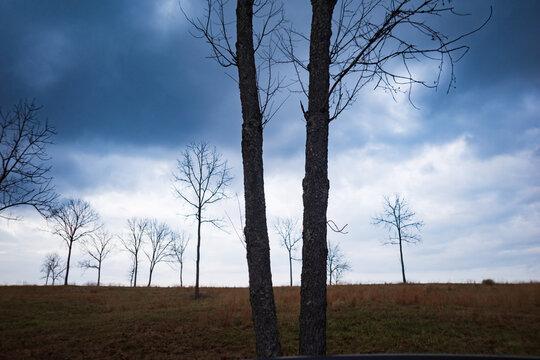 Trees in a clearing on a farm in Southern Ohio in the evening