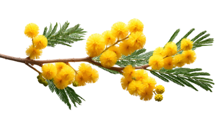 Branch of fluffy yellow flowers and green, fern-like leaves isolated on black