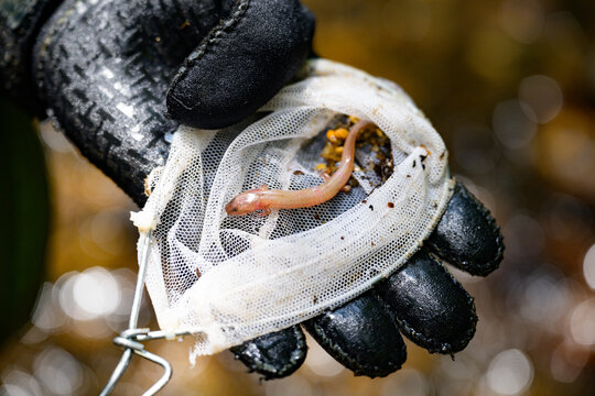 A gloved hand holds a juvenile hellbender over a mountain stream in North Carolina
