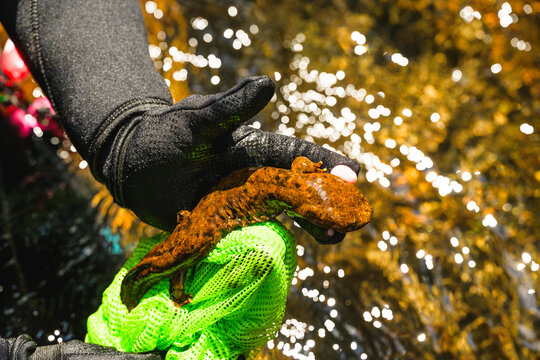 A gloved hand holds a hellbender over a mountain stream in North Carolina