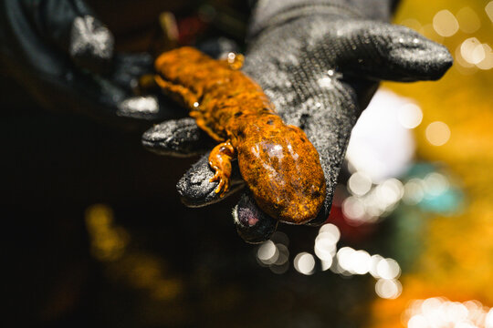 A gloved hand holds a hellbender over a mountain stream in North Carolina