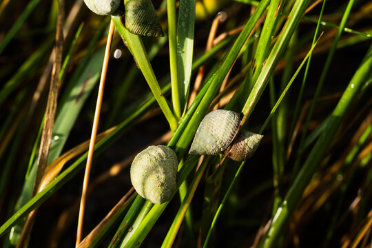 Marsh Periwinkles on blades of grass in the Pamlico Sound