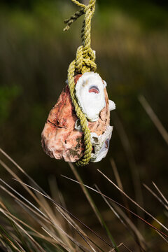 Closeup of a barnacle-encrusted fishing float hanging from a tree over grasses in the Pamlico Sound