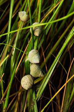 Marsh Periwinkles on blades of grass in the Pamlico Sound