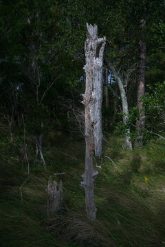 A dead tree balanced in a clearing in the Pamlico Sound