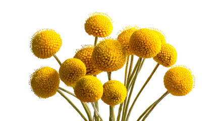 A cluster of bright yellow spherical flowers, stems visible, against a stark black background