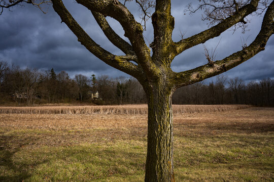 A tree overlooks a field along the Huron River in winter, Ann Arbor, Michigan