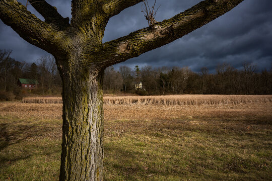 A tree overlooks a field along the Huron River in winter, Ann Arbor, Michigan