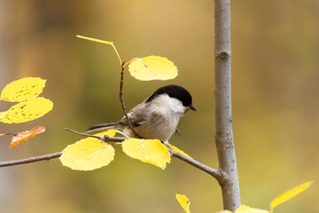 A close-up of a Marsh tit perched on a branch © Shchipkova Elena