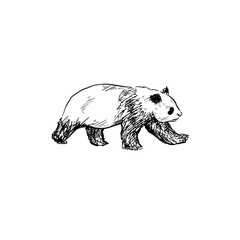 Panda illustration in black sketch.
