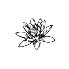 An illustration of a lily shaded and vectorised.