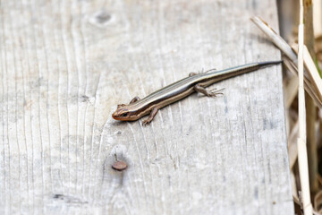 A close-up of the lizard Plestiodon finitimus, or the Far Eastern skink