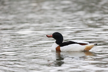 Common Shelduck Duck Swimming in Water, Close-up